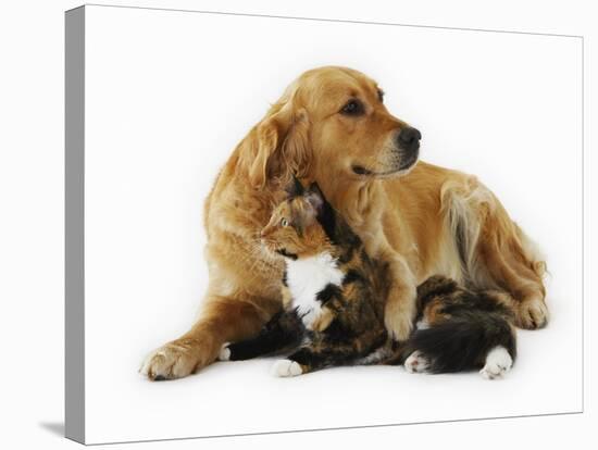 Cat and Golden Retriever-Russell Glenister-Stretched Canvas