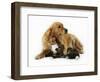 Cat and Golden Retriever-Russell Glenister-Framed Photographic Print