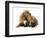 Cat and Golden Retriever-Russell Glenister-Framed Photographic Print