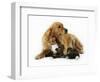 Cat and Golden Retriever-Russell Glenister-Framed Photographic Print