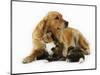 Cat and Golden Retriever-Russell Glenister-Mounted Photographic Print