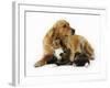 Cat and Golden Retriever-Russell Glenister-Framed Photographic Print