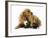 Cat and Golden Retriever-Russell Glenister-Framed Photographic Print