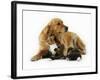 Cat and Golden Retriever-Russell Glenister-Framed Photographic Print