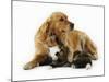 Cat and Golden Retriever-Russell Glenister-Mounted Photographic Print