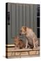 Cat and Labrador Sitting on Front Step-DLILLC-Stretched Canvas