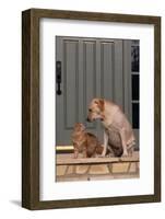 Cat and Labrador Sitting on Front Step-DLILLC-Framed Photographic Print