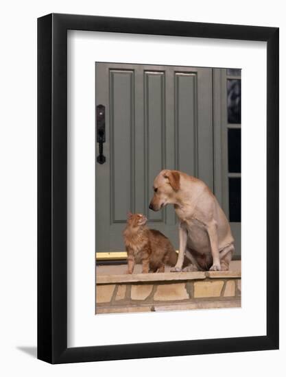 Cat and Labrador Sitting on Front Step-DLILLC-Framed Photographic Print