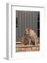 Cat and Labrador Sitting on Front Step-DLILLC-Framed Photographic Print