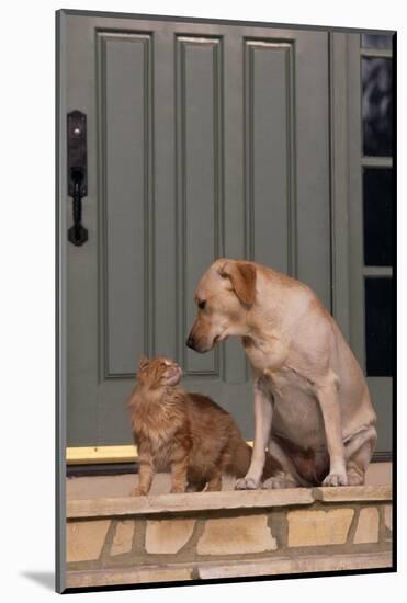 Cat and Labrador Sitting on Front Step-DLILLC-Mounted Photographic Print
