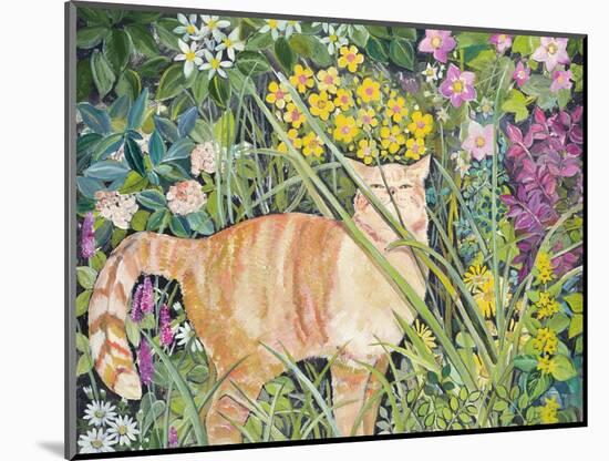 Cat and Long Grass, 1996-Hilary Jones-Mounted Giclee Print