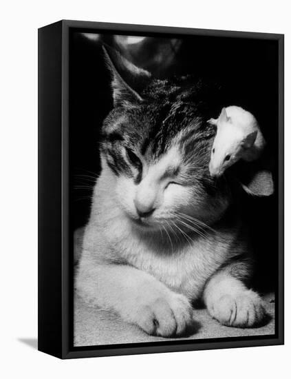 Cat and Mouse 1958-null-Framed Stretched Canvas