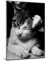 Cat and Mouse 1958-null-Mounted Photo