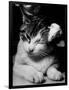 Cat and Mouse 1958-null-Framed Photo