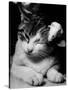 Cat and Mouse 1958-null-Stretched Canvas