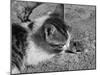 Cat and Mouse-null-Mounted Photographic Print
