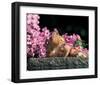 Cat And Pink Flowers-null-Framed Art Print