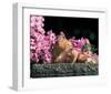 Cat And Pink Flowers-null-Framed Art Print