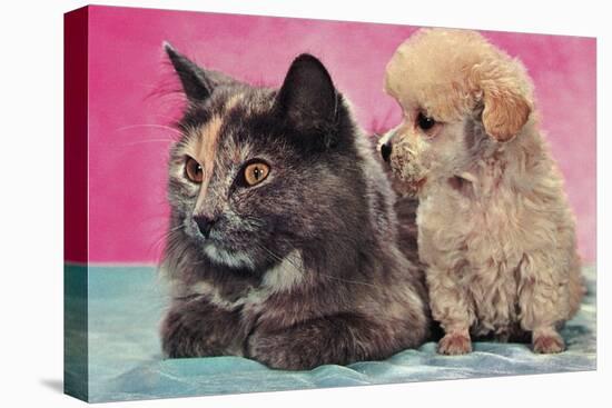 Cat and Puppy-null-Stretched Canvas