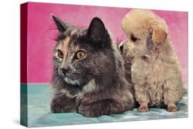 Cat and Puppy-null-Stretched Canvas