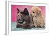 Cat and Puppy-null-Framed Art Print