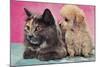 Cat and Puppy-null-Mounted Art Print