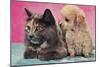 Cat and Puppy-null-Mounted Art Print