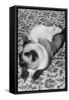 Cat and Rat Lying Together-null-Framed Stretched Canvas