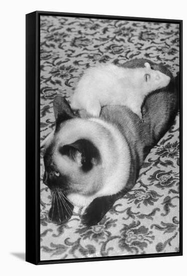Cat and Rat Lying Together-null-Framed Stretched Canvas
