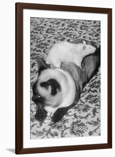 Cat and Rat Lying Together-null-Framed Photographic Print