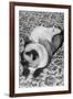 Cat and Rat Lying Together-null-Framed Photographic Print
