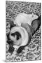 Cat and Rat Lying Together-null-Mounted Photographic Print