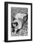 Cat and Rat Lying Together-null-Framed Photographic Print