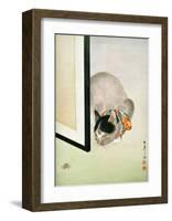 Cat and Spider-null-Framed Giclee Print