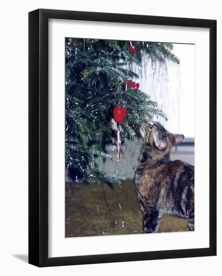 Cat and the Christmas Tree-Audrey-Framed Giclee Print