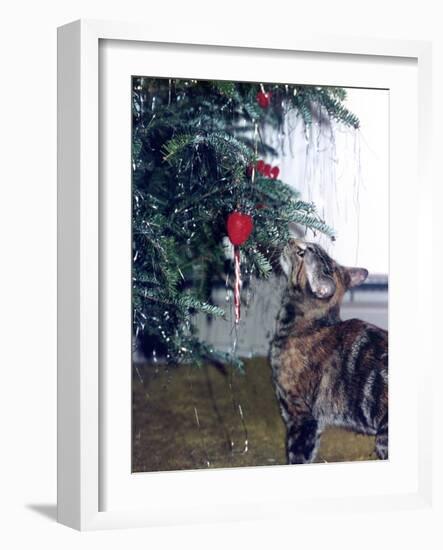 Cat and the Christmas Tree-Audrey-Framed Giclee Print
