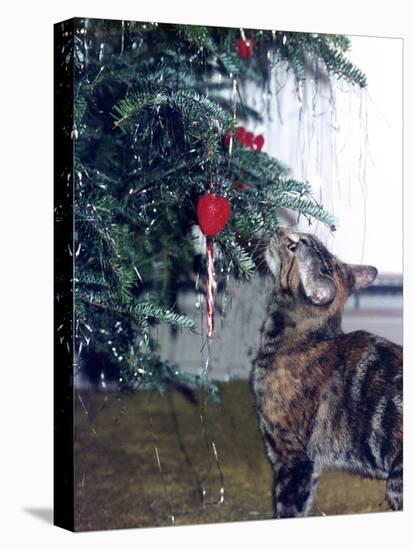 Cat and the Christmas Tree-Audrey-Stretched Canvas