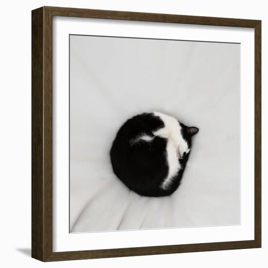 Cat as dot  2020  (photograph)-Ant Smith-Framed Photographic Print