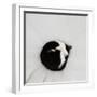 Cat as dot  2020  (photograph)-Ant Smith-Framed Photographic Print