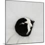 Cat as dot  2020  (photograph)-Ant Smith-Mounted Photographic Print