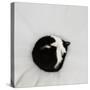 Cat as dot  2020  (photograph)-Ant Smith-Stretched Canvas