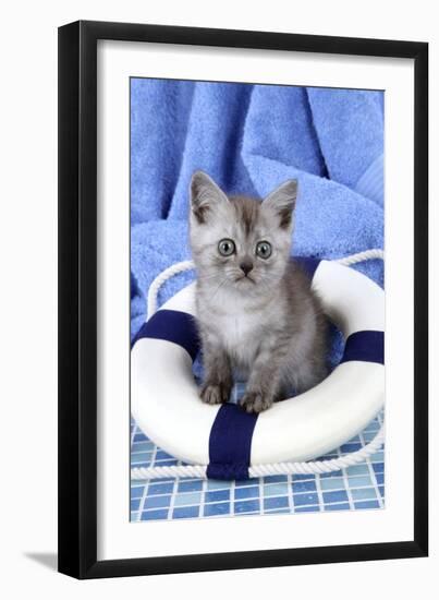 Cat Asian Black Smoke Kitten (8 Weeks)-null-Framed Photographic Print