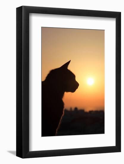 Cat at Sunset in Oia Santorini Greece-Netfalls-Framed Photographic Print