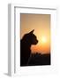 Cat at Sunset in Oia Santorini Greece-Netfalls-Framed Photographic Print