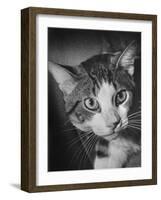 Cat Being Used by Scientists Conducting Psychology Testing at Brooklyn College-Nina Leen-Framed Photographic Print