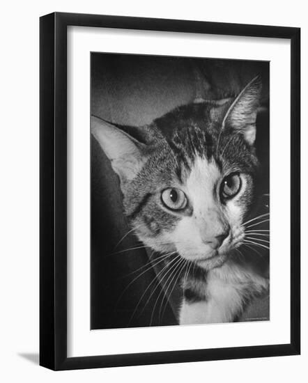 Cat Being Used by Scientists Conducting Psychology Testing at Brooklyn College-Nina Leen-Framed Photographic Print