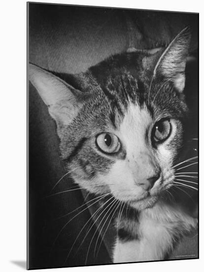 Cat Being Used by Scientists Conducting Psychology Testing at Brooklyn College-Nina Leen-Mounted Photographic Print