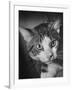 Cat Being Used by Scientists Conducting Psychology Testing at Brooklyn College-Nina Leen-Framed Photographic Print