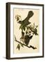 Cat Bird-John James Audubon-Framed Art Print