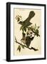 Cat Bird-John James Audubon-Framed Art Print